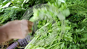 Young adult customer woman chooses parsley leaves for buy