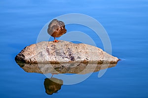 Young adult female Mallard duck Anas platyrhynchos standing on a rock one foot