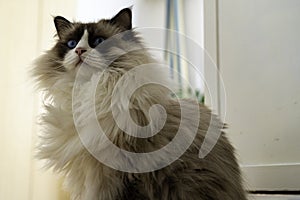Young adult fluffy white purebred Ragdoll cat with blue eyes looking up, staring at something
