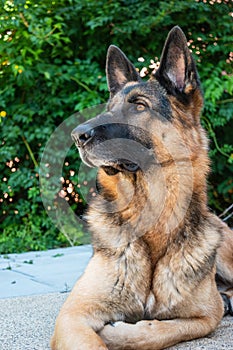 Young adult German shepherd sheepdog sitting down in the backyard low angle front view
