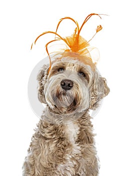 Young adult golden Labradoodle dog,Isolated on a white background.