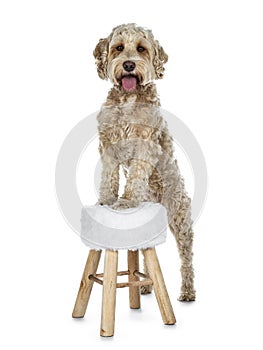 Young adult Golden Labradoodle dog, Isolated on a white background.