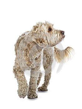 Young adult Golden Labradoodle dog, Isolated on a white background.