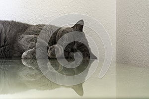 Young adult gray British Shorthair cat sleeping on work desk