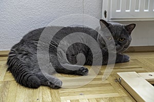 Young adult gray British Shorthair cat with yellow eyes lying on the floor