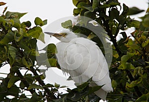 Young adult Great Egret bird Cababysmerodius albus