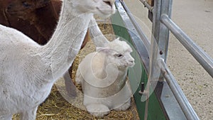 Young and adult llamas resting indoors at a UK farm