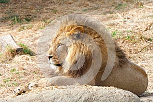 Young adult male lion laying on a rock in dry grass