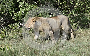Young Adult Male Lion, Masai Mara