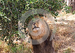 Young adult male lion petting himself on tree branches