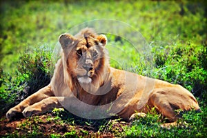 Young adult male lion on savanna. Safari in Serengeti, Tanzania, Africa