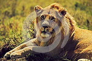 Young adult male lion on savanna. Safari in Serengeti, Tanzania, Africa