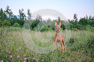 The young adult pharaoh hound breed dog walks in nature. Evening time grass field.