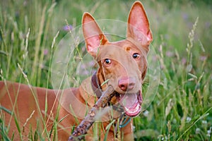 The young adult pharaoh hound breed dog walks in nature. Evening time grass field.