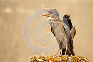 Young and adult rosy Starling stands on a beautiful background