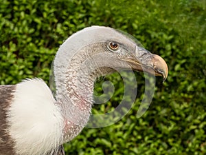 Young adult RÃ¼ppell`s griffon vulture