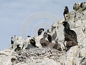 Young and adult shags