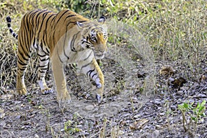 A young adult tigeress walking towards photographer photo