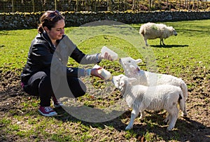 Young adult woman feeding two newborn lambs from bottles