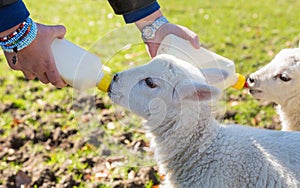 Young adult woman feeding two newborn lambs from bottles
