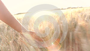 Young adult woman female girls hand feeling the top of a field of barley crop at sunset or sunrise