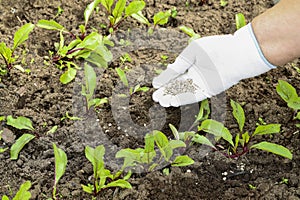 Young adult woman palm holding complex fertiliser granules for beets. Closeup. Root feeding of vegetable plants