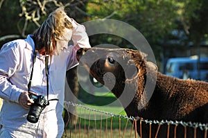 Giovane affettuoso amorevole il vitello una mucca otterrà vicino a un personalmente una donna animale domestico fotografo 