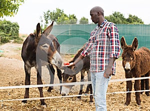 Young african american male proffesional farmer feeding donkeys