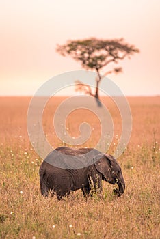 Young African Baby Elephant in the savannah of Serengeti at sunset. Acacia trees on the plains in Serengeti National Park,