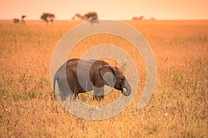 Young African Baby Elephant in the savannah of Serengeti at sunset. Acacia trees on the plains in Serengeti National Park,