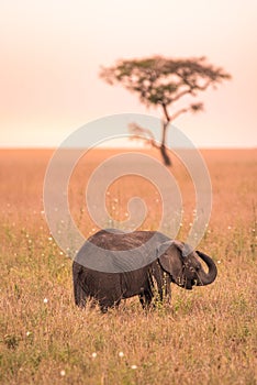 Young African Baby Elephant in the savannah of Serengeti at sunset. Acacia trees on the plains in Serengeti National Park,