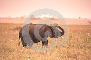 Young African Baby Elephant in the savannah of Serengeti at sunset. Acacia trees on the plains in Serengeti National Park,