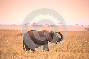 Young African Baby Elephant in the savannah of Serengeti at sunset. Acacia trees on the plains in Serengeti National Park,