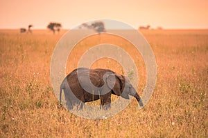 Young African Baby Elephant in the savannah of Serengeti at sunset. Acacia trees on the plains in Serengeti National Park,