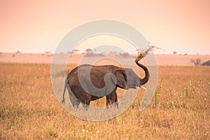 Young African Baby Elephant in the savannah of Serengeti at sunset. Acacia trees on the plains in Serengeti National Park,