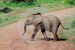A young African Bush Elephant calf crossing the road