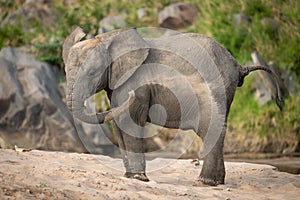 Young African bush elephant enjoys sand bath