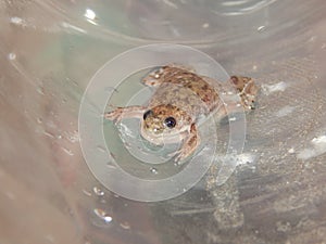 Young african clawed frog closeup II