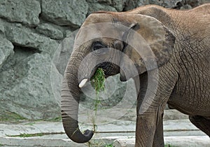 Young african elephant