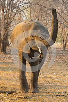 Young African Elephant bull (Loxodonta africana)