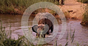 Young African Elephant in crossing river in Africa, National park Safari Tourism