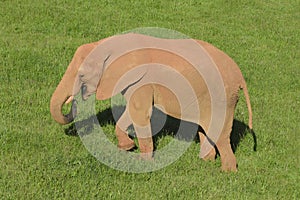 Young African elephant eating grass.
