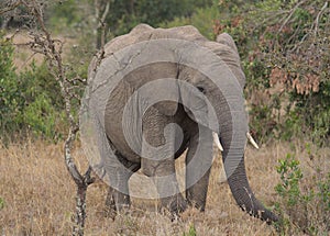 Young african elephant eating peacefully among the bushes of the wild Ol Pejeta Conservancy, Kenya photo
