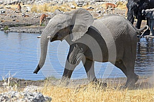 Young African elephant in the Etosha National Park in Namibia