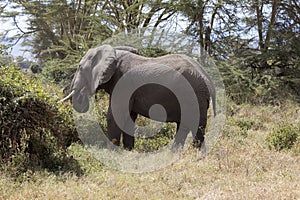 Young African elephant grazing in Tanznia Africa