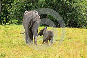 Young African Elephant and its mother