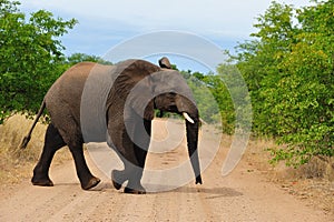 Young African Elephant (Loxodonta africana)