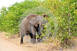 Young African Elephant (Loxodonta africana)