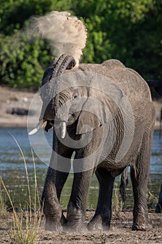 Young African elephant squirting sand over back