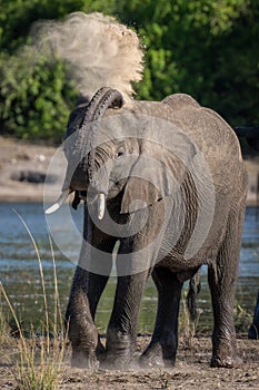 Young African elephant squirting sand over body